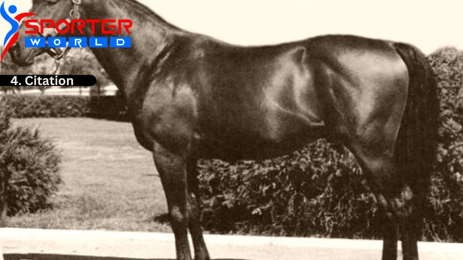 Citation was a champion American Racehorse